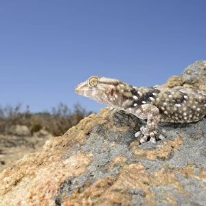 Bibrons Thick-toed Gecko (Chondrodactylus bibronii) adult, resting on rock in desert habitat, Namaqualand