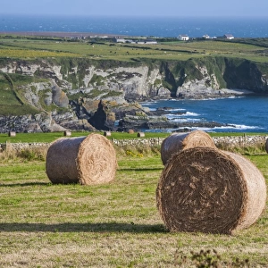 Big round hay bales in coastal meadow, near Holyhead, Holy Island, Anglesey, Wales, August