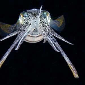 Bigfin Reef Squid (Sepioteuthis lessoniana) adult, at night, Lembeh Straits, Sulawesi, Greater Sunda Islands