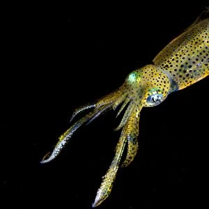 Bigfin Reef Squid (Sepioteuthis lessoniana) adult, swimming, Lembeh Island, Sulawesi, Indonesia