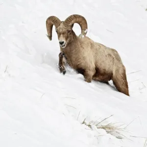 Bighorn Sheep Print: Adult Male Struggling in Deep Snow Bighorn Sheep Print: Adult Male Struggling in Deep Snow