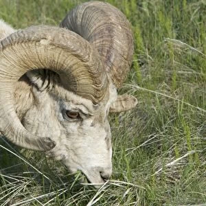 Bighorn Sheep (Ovis canadensis) adult male, grazing, close-up of head, Rocky Mountains, Alberta, Canada, june