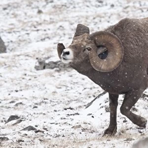 Bighorn Sheep (Ovis canadensis) adult male, in flehmen response, walking in snow, Jasper N. P. Alberta, Canada, october