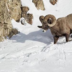 Bighorn Sheep (Ovis canadensis) adult male, descending snow covered hillside, Yellowstone N. P. Wyoming, U. S. A. february
