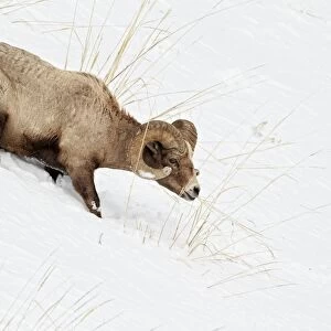 Bighorn Sheep (Ovis canadensis) adult male, feeding in deep snow, Yellowstone N. P. Wyoming, U. S. A. february