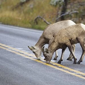 Bighorn Sheep (Ovis canadensis canadensis) adult female and juvenile, licking salt from road, Montana, U. S. A. October