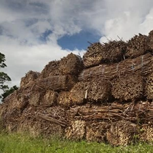 Biomass crop, stack of willow bundles after being harvested for bio-fuel, Cumbria, England, August