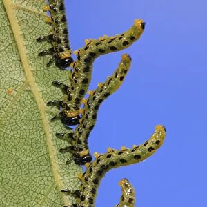 Birch Sawfly (Croesus septentrionalis) larvae, in defensive posture, feeding on birch leaf, Powys, Wales, September