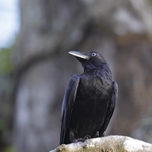 Bismarck Crow (Corvus insularis) adult, perched on branch, Kimbe, West New Britain Province, New Britain