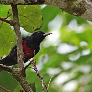 Black-and-crimson Oriole (Oriolus cruentus consanguineus) adult male, perched on branch, Kerinci Seblat N. P