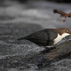 Black-bellied Dipper (Cinclus cinclus cinclus) adult, with nictitating membrane closed, feeding in turbulent water