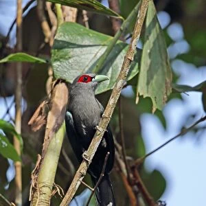 Black-bellied Malkoha (Phaenicophaeus diardi diardi) adult, perched on branch, Taman Negara N. P