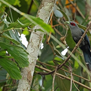 Black-bellied Malkoha (Phaenicophaeus diardi diardi) adult, perched on vine, Taman Negara N. P