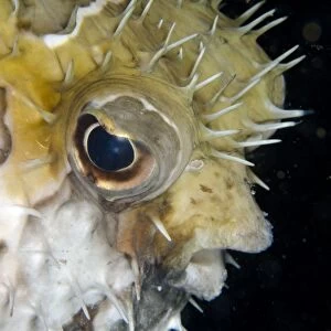 Black-blotched Porcupinefish (Diodon liturosus) adult, close-up of head, inflated in defensive posture, Horseshoe Bay