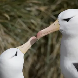 Black Browed Albatross Print - Diomedea melanophris Courtship Bonding Black Browed Albatross Print - Diomedea melanophris Courtship Bonding