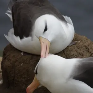 Black Browed Albatross (Diomedea melanphoris) Courtship - Falklands Black Browed Albatross (Diomedea melanphoris) Courtship - Falklands