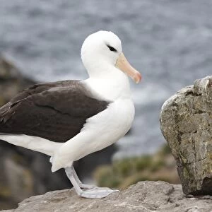 Black-browed Albatross (Thalassarche melanophrys) adult, standing on coastal rock, West Point Island, Falkland Islands