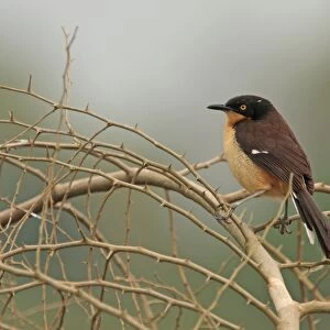 Black-capped Donacobius (Donacobius atricapilla) adult, perched on twigs, Transpantaneira, Mato Grosso, Brazil