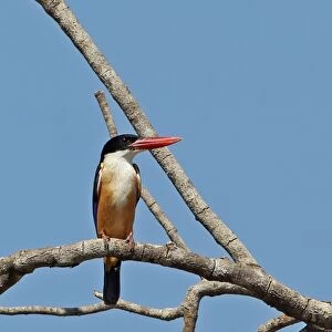 Black-capped Kingfisher (Halcyon pileata) adult, perched on branch, Kratie, Cambodia, January