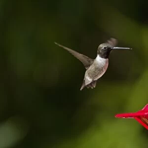Black Chinned Hummingbird male hovering by feeder