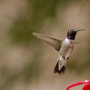 Black Chinned Hummingbird male hovering by feeder. note the Iridescent purple neck band