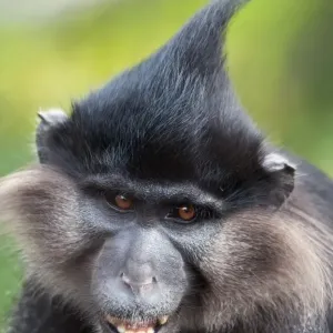 Black Crested Mangabey Print Black Crested Mangabey Print