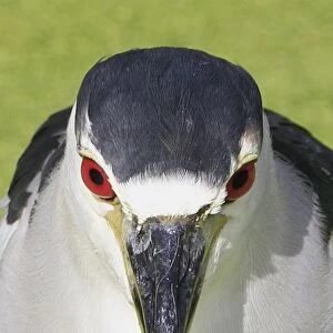 Black-crowned Night-heron (Nycticorax nyctocorax) adult, close-up of head, Florida, U. S. A