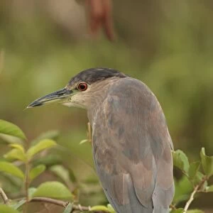 Black-crowned Night-heron (Nycticorax nyctocorax hoacti) immature, second summer plumage, perched on branches, Campo Jofre, Mato Grosso, Brazil, september