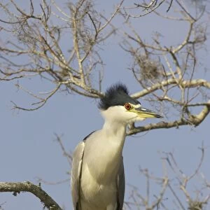 Black-crowned Night-heron (Nycticorax nyctocorax) adult, perched on branch, Lake Marian, Florida, U. S. A