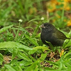 Black-faced Grassquit (Tiaris bicolor omissus) adult male, feeding on weed flowers on ground, Fond Doux Plantation, St