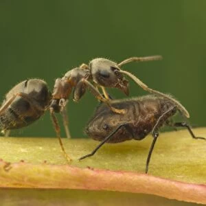 Black Garden Ant (Lasius niger) adult, trying to encourage aphid to secrete honeydew
