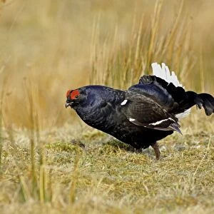 Black Grouse (Tetrao tetrix) adult male, displaying at lek, on moorland in early morning sunshine, Wales, April