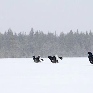 Black Grouse (Tetrao tetrix) adult males, group displaying at lek in snow, Finland, march