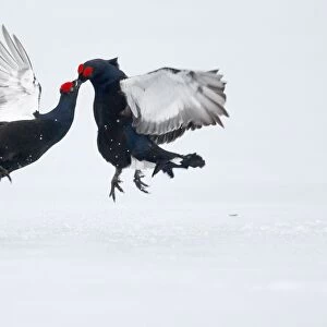 Black Grouse (Tetrao tetrix) two adult males, fighting on snow at lek, Finland, April