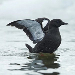 Black Guillemot (Cepphus grylle) adult, breeding plumage, flapping wings at sea, Point Barrow, Alaska, U. S. A. June