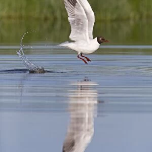Black-headed Gull (Chroicocephalus ridibundus) adult, breeding plumage, in flight, taking off from pond, Suffolk