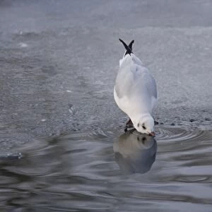 Black-headed Gull (Larus ridibundus) adult, winter plumage, drinking from open water on frozen lake, Christchurch Park
