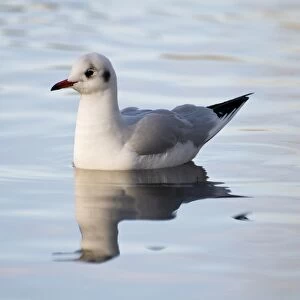 Black-headed Gull (Larus ridibundus) adult, winter plumage, swimming on river, River Cray