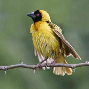 Black-headed Weaver Print, Adult Male After Bathing Black-headed Weaver Print, Adult Male After Bathing