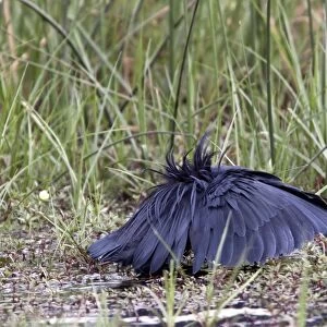The Black Heron has an interesting hunting method called canopy feeding # it uses its wings like an umbrella