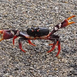 Black Land Crab (Gecarcinus ruricola) dark morph, adult, with claws raised in threat display
