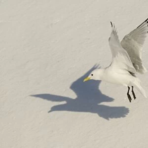 Black-legged Kittiwake (Rissa tridactyla) adult, in flight, at colony in snow, Hornoi island, Norway, March