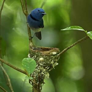 Black-naped Monarch (Hypothymis azurea styani) adult male, perched at nest with chicks, Kaeng Krachan N. P