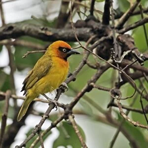 Black-necked Weaver (Ploceus nigricollis brachypterus) adult male, perched on twig, Abrafo Forest Road, Ghana, February