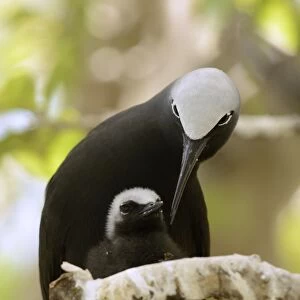 Black Noddy (Anous minutus) adult with chick, at nest on branch, Queensland, Australia, November