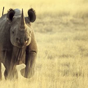Black Rhinoceros (Diceros bicornis) adult male, charging, Etosha N. P. Namibia