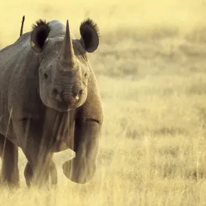 Prints of : African Mammals