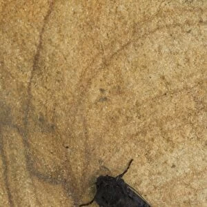 Black Rustic (Aporophyla nigra) adult, resting on sandstone, Sheffield, South Yorkshire, England, September