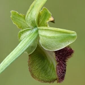 Black Spider Orchid (Ophrys incubacea) close-up of flower rear, Corsica, France, May