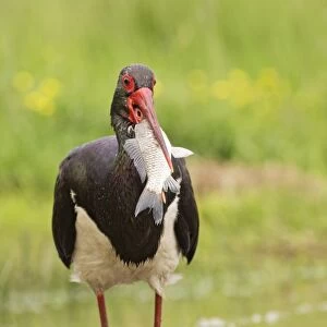Black Stork (Ciconia nigra) adult, with fish in beak, Hortobagy N. P. Hungary, April